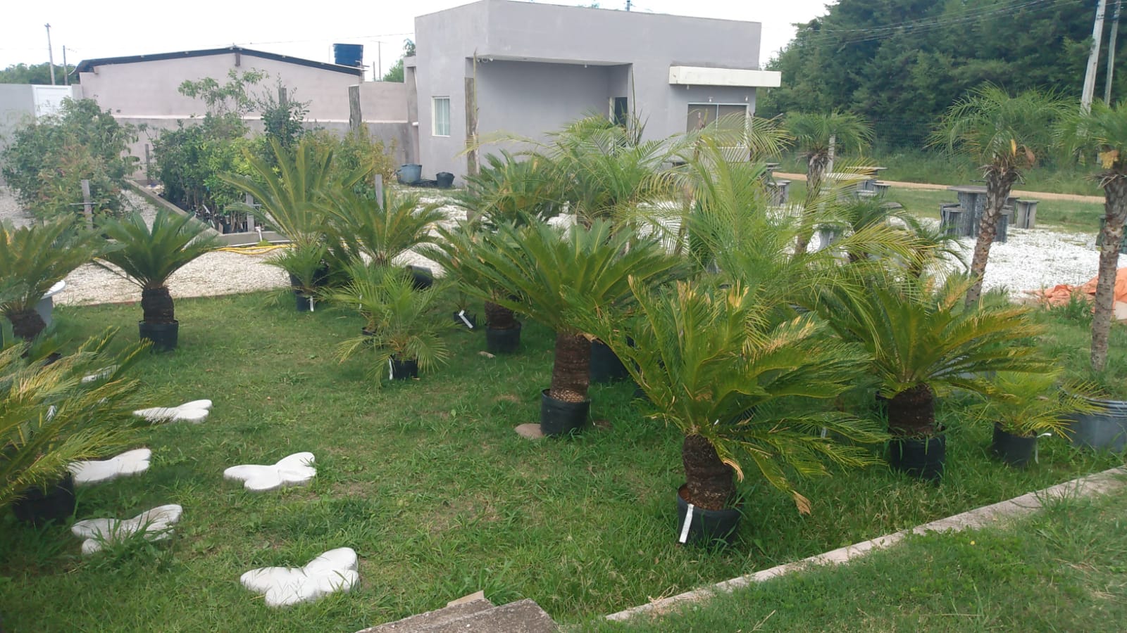 MERCADO DAS PLANTAS/ BAIRRO AEROPORTO
